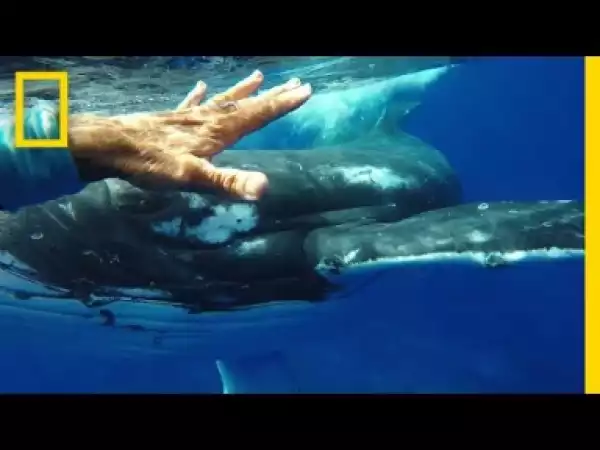 Video: Was This Whale Trying to Save a Diver’s Life?